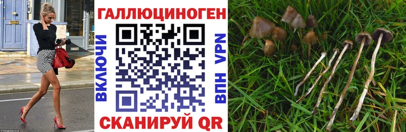 Галлюциногенные грибы Cubensis  Петропавловск-Камчатский 